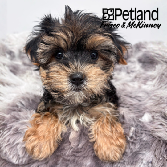 [#262142-03] Black / Tan F Morkie Puppies for Sale