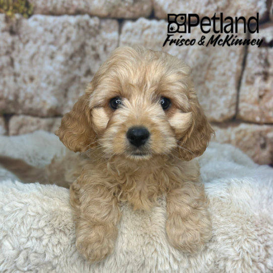 [#N03892] Apricot F Cavachon Puppies for Sale
