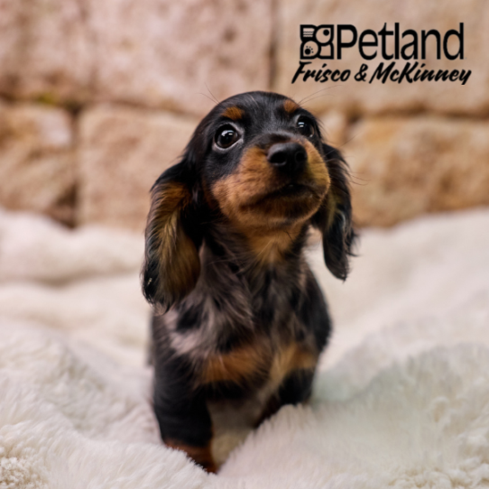 [#26247-01] Black / Tan M Dachshund Puppies for Sale