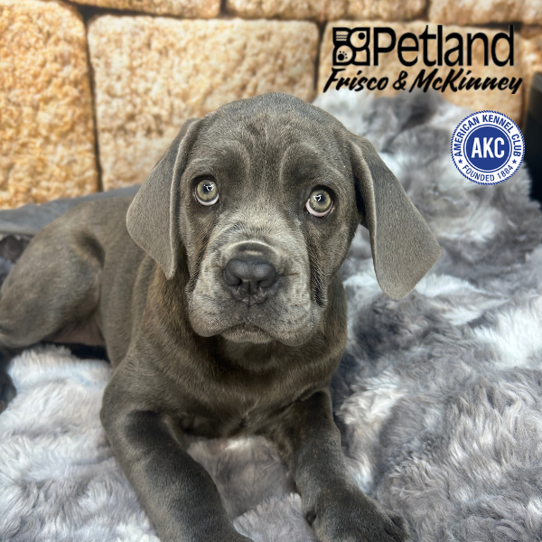 Cane Corso in Aubrey, TX