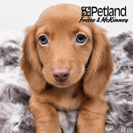 [#262207-01] Red M Dachshund Puppies for Sale