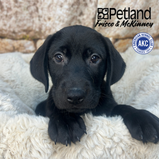 [#N03869] Black M Labrador Retriever Puppies for Sale
