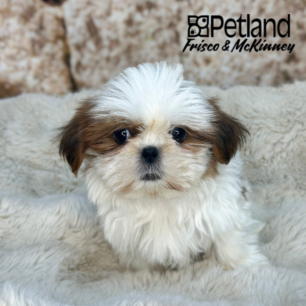Shih Tzu in Aubrey, TX