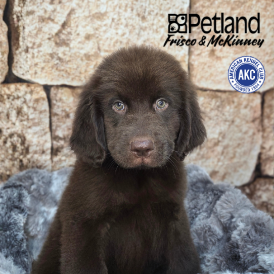 [#2611-01] Brown M Newfoundland Puppies for Sale