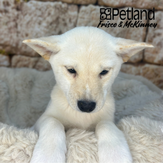 [#261745-03] Cream F Shiba Inu Puppies for Sale