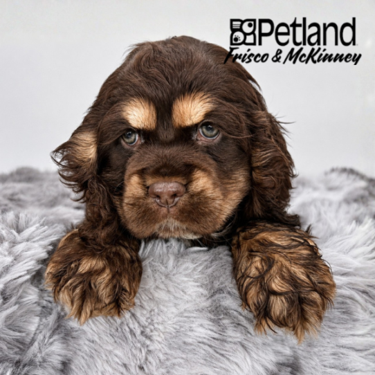[#2650-03] Chocolate F Cocker Spaniel Puppies for Sale