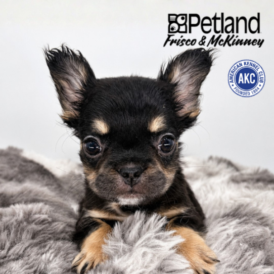 [#N05070] Black and Tan F French Bulldog Puppies for Sale