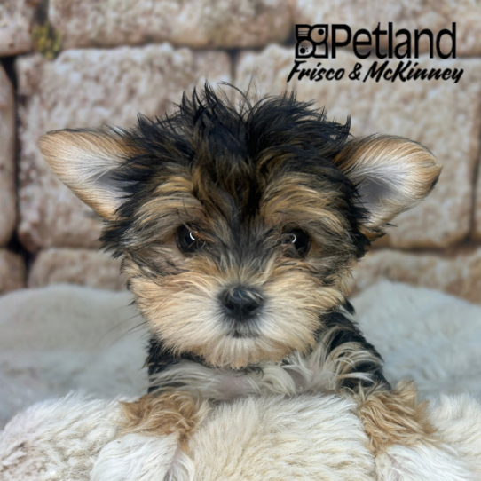 [#26224-03] F Morkie Puppies for Sale