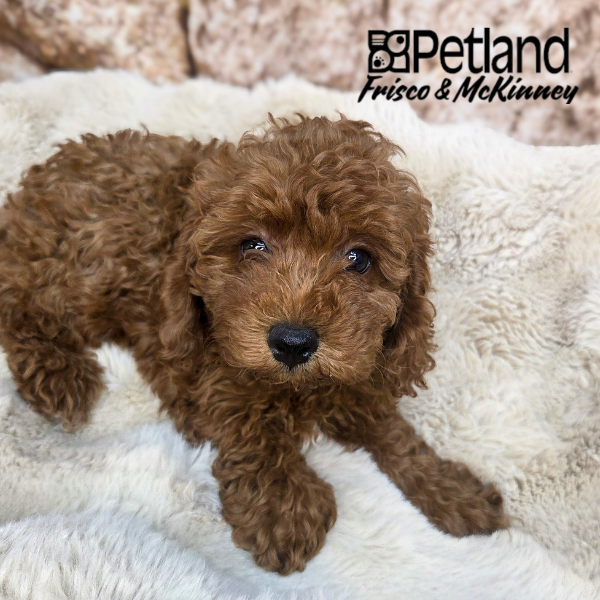 Miniature Poodle in Princeton, TX