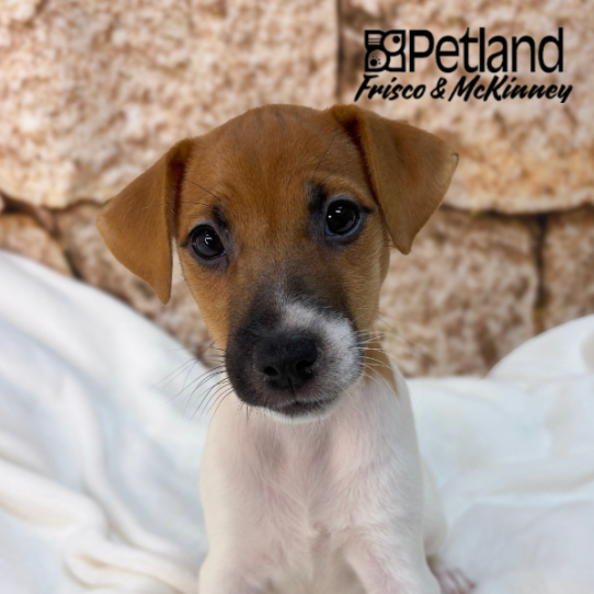 [#2667-04] Brown / White F Jack Russell Terrier Puppies for Sale