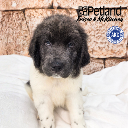 [#2611-03] White / Gray M Newfoundland Puppies for Sale