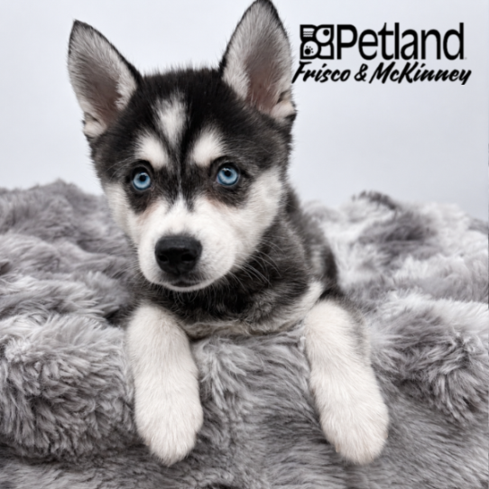 [#26193-05] Black White / Tan F Alaskan Klee Kai Puppies for Sale