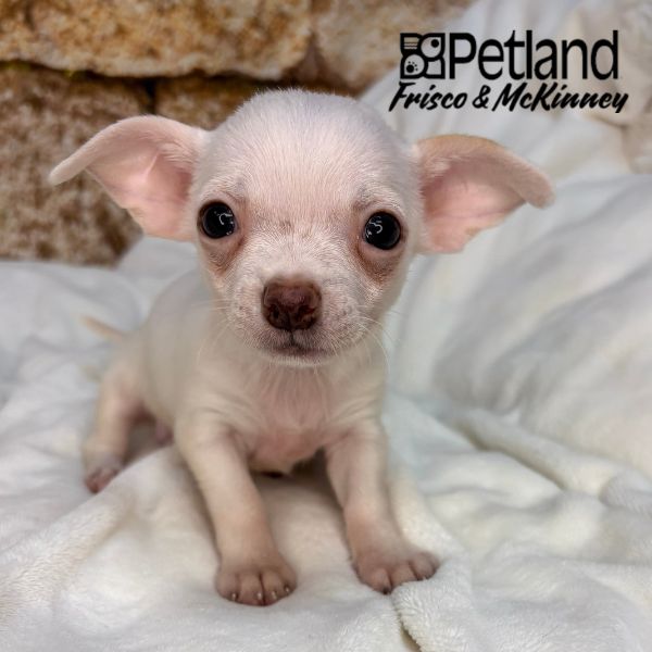 Chihuahua in Little Elm, TX
