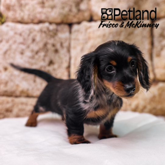 [#26247-01] Black / Tan M Dachshund Puppies for Sale