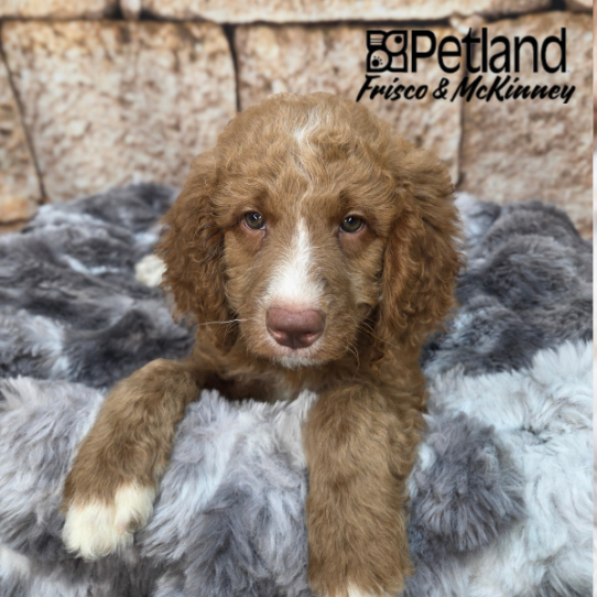 [#2612-01] Red M Hybrid Puppies for Sale