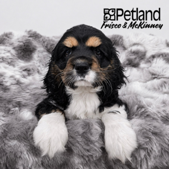 [#2650-02] Black / White M Cocker Spaniel Puppies for Sale