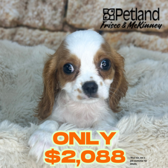 [#N06105] Black and Tan M Cavalier King Charles Spaniel Puppies for Sale