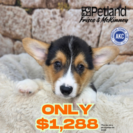 [#N04707] Black and Tan M Pembroke Welsh Corgi Puppies for Sale