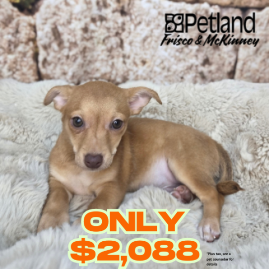 [#N03957] Red M Chihuahua Puppies for Sale