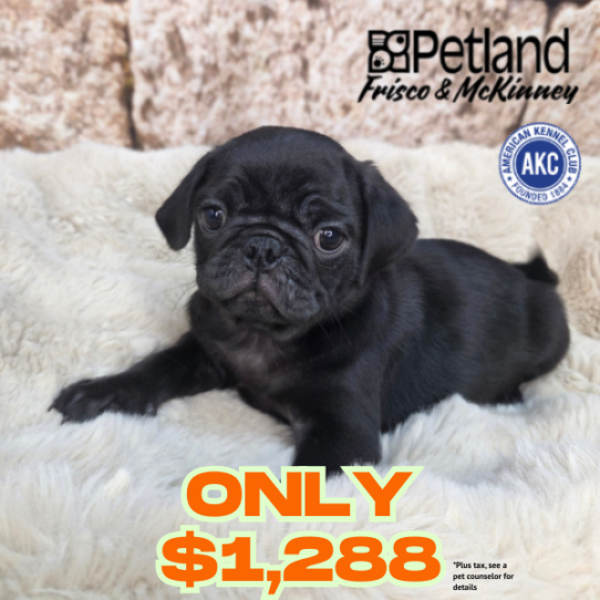 [#N04996] Black F Pug Puppies for Sale