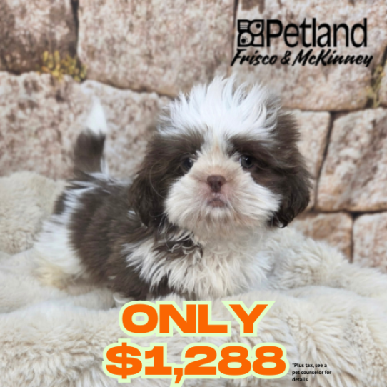 [#26238-01] White / Chocolate M Shih Tzu Puppies for Sale