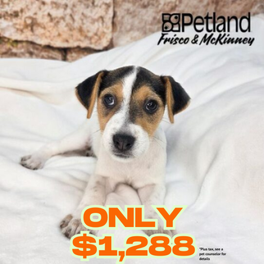 [#N05446] White Black and Tan F Jack Russell Terrier Puppies for Sale