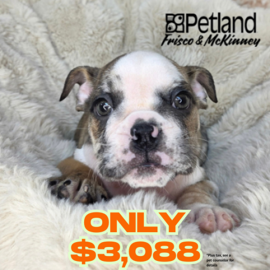 [#261812-02] Red Brindle M Bulldog Puppies for Sale