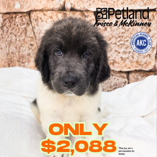 [#2611-03] White / Gray M Newfoundland Puppies for Sale