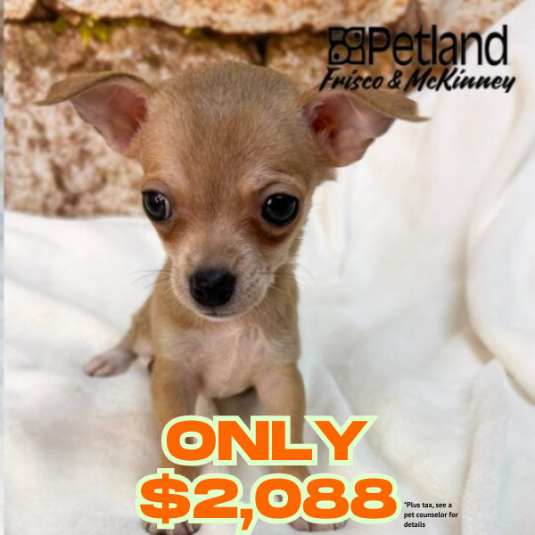 Chihuahua in Dallas, TX