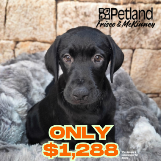 [#268-05] Black F Labrador Retriever Puppies for Sale