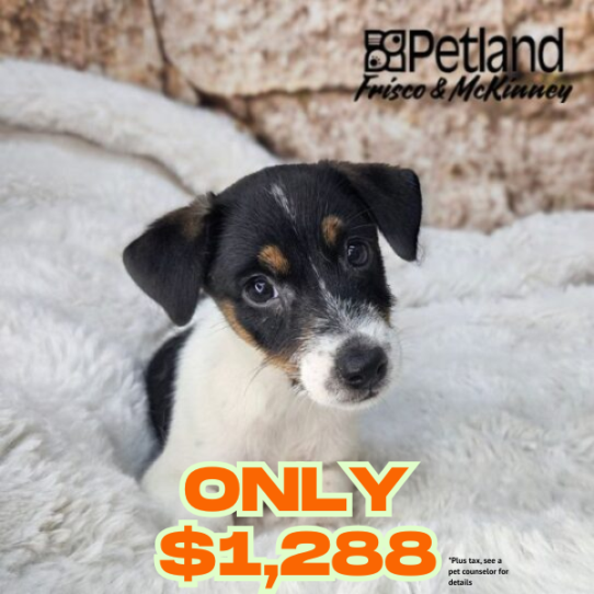 [#2667-06] Black / White F Jack Russell Terrier Puppies for Sale