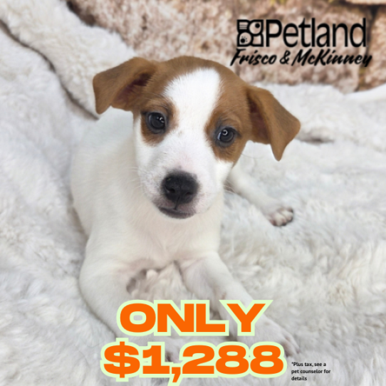 Petland Frisco & Mckinney, Texas Jack Russell Terrier puppy available