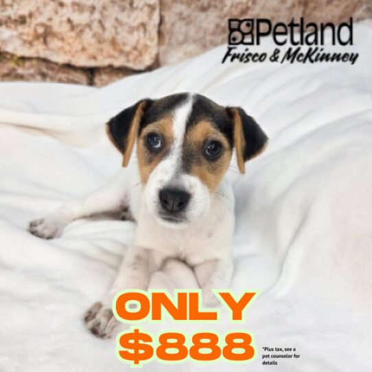 Petland Frisco & Mckinney, Texas Jack Russell Terrier puppy available