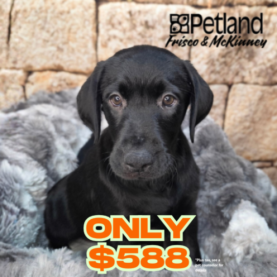 [#268-05] Black F Labrador Retriever Puppies for Sale