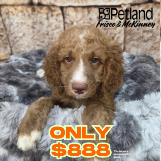 [#2612-01] Red M Hybrid Puppies for Sale