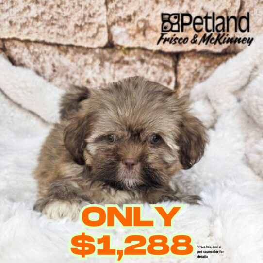 [#N06681] Liver F Lhasa Apso Puppies for Sale