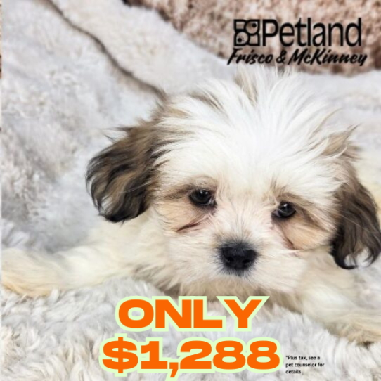 [#N06682] Golden M Lhasa Apso Puppies for Sale