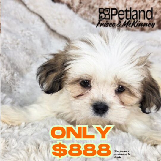 [#N06682] Golden M Lhasa Apso Puppies for Sale
