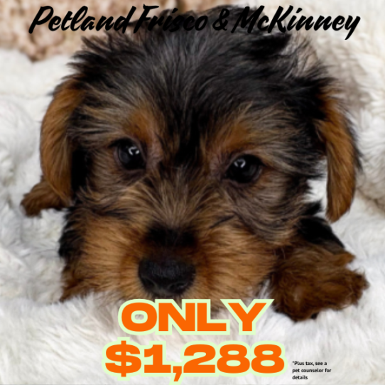 [#N05284] Black and Tan M Yorkshire Terrier Puppies for Sale