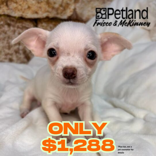 Petland Frisco & Mckinney, Texas Chihuahua puppy available