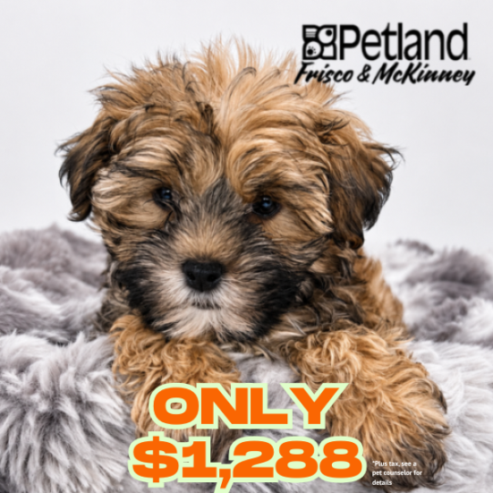 Morkie – 40060