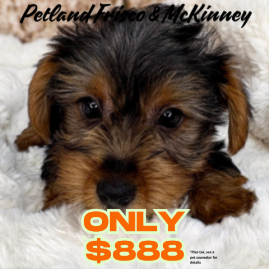 [#N05284] Black and Tan M Yorkshire Terrier Puppies for Sale