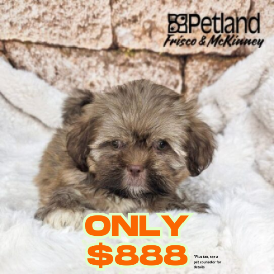 Petland Frisco & Mckinney, Texas Lhasa Apso puppy available