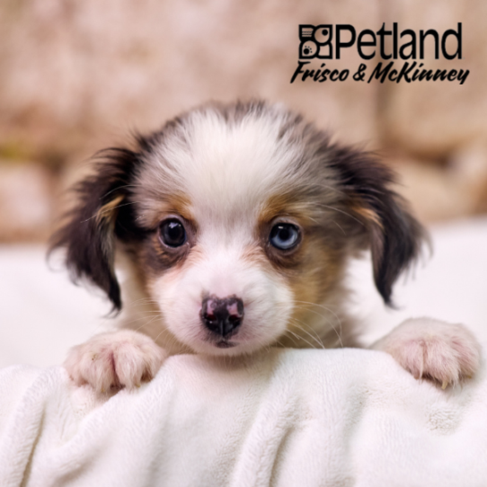 [#N03915] Blue Merle and White M Miniature Australian Shepherd Puppies for Sale