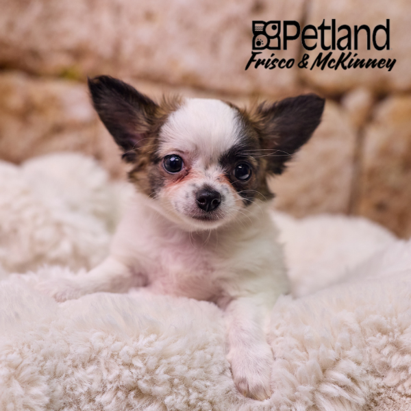 Chihuahua in Allen, TX