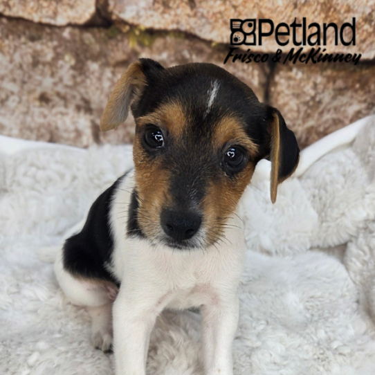 [#N05445] White Black and Tan M Jack Russell Terrier Puppies for Sale