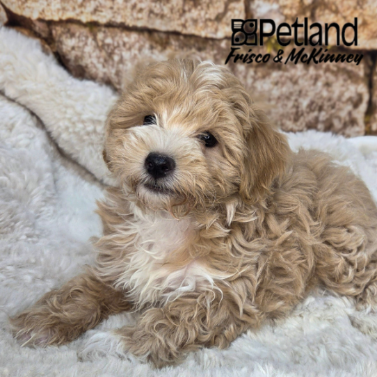 [#2692-04] Apricot F Maltipoo Puppies for Sale
