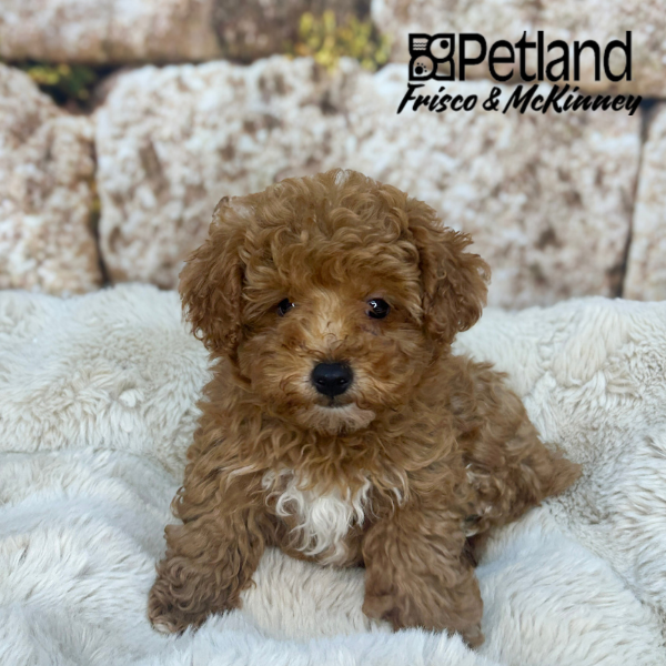 Miniature Poodle in Plano, TX
