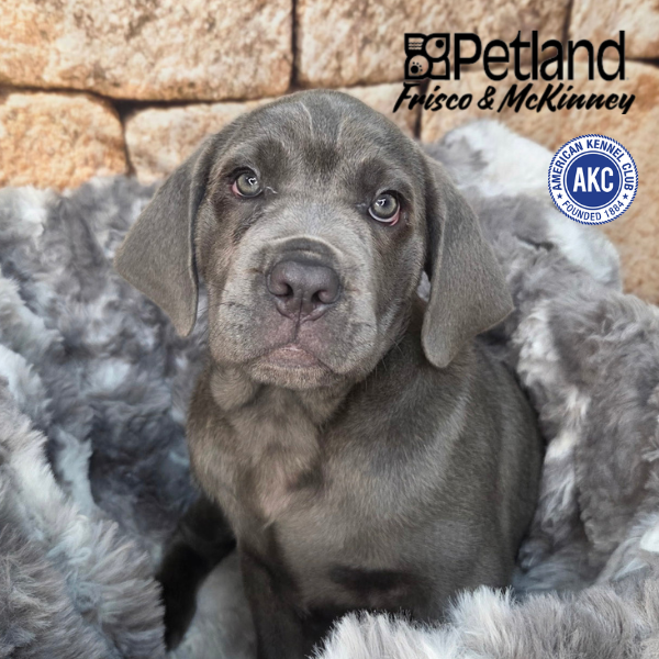 Cane Corso in Little Elm, TX