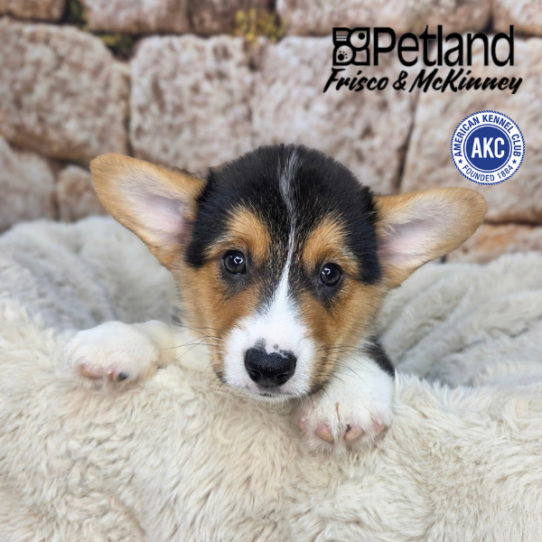 [#N04707] Black and Tan M Pembroke Welsh Corgi Puppies for Sale
